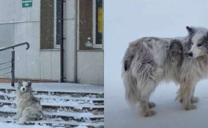 «Жергілікті Хатико»: Ит коронавирустан көз жұмған иесін үш айдан бері аурухананың алдында күтіп жүр