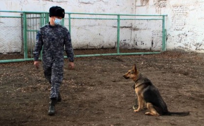 Әйгілі жапон иті Хатиконың хикаясы Қарағандыда қайталанды