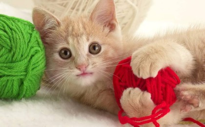 Ақтөбелік құтқарушылар мысықты өрттен аман алып қалды