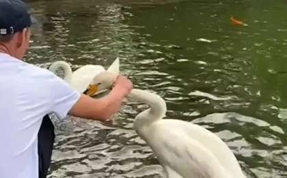 Алматыдағы Ботаникалық бақта екі ер адам аққуды тұншықтырмақ болды (ВИДЕО)