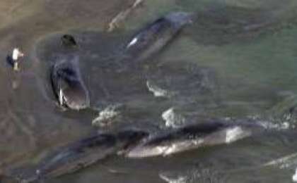 Камчаткадағы жойқын зілзаладан кейін Жапонияда төрт кит жағаға шығып қалды