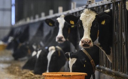 Мамин агроөнеркәсіпті дамытудың жаңа тұжырымдамасын әзірлеуді тапсырды