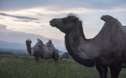 Бір түйенің бағасы 1 миллион теңгеден асып кетті – Шөкеев