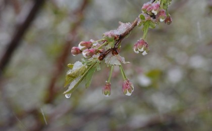 Жаңбыр мен қар аралас жауады. Алдағы үш күнге ауа райы болжамы