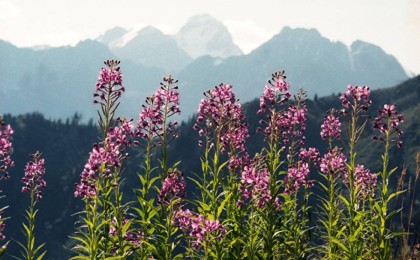 Көк Жайлауда сауық кешін ұйымдастырғандарға қатаң шаралар қолданылады