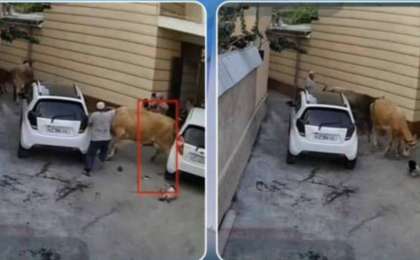 Өзбекстанның Наманған облысында сиыр ананы және бір жасар баланы басып кетті