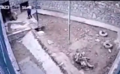 Өбекстанның хайуанаттар бағында аю қызметкерді тістеп, жұлмалап тастаған