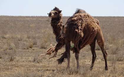 «Қызыл» аймаққа тағы бір өңір өтті