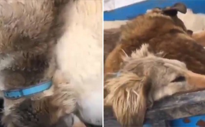 Тазы итті айуандықпен өлтірген : Видео қазақстандықтарды есеңгіретіп тастады