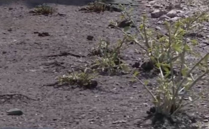 "Төселгеніне бір ай да болған жоқ" Жамбыл облысында жаңа асфальтқа шөптер шығып кеткен - Қазақстан жаңалықтары