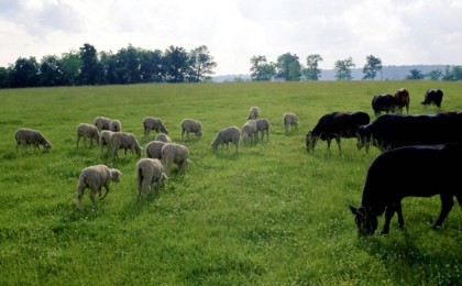 Бородулиха ауданы әкімдігі халықтың мал жаятын жерін кәсіпкерге заңсыз беріп жіберген