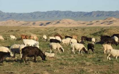 Қарағанды облысындағы ауылдардың бірінде мал жаппай қырылып қалған (видео)