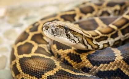 Индонезияда жоғалып кеткен фермердің денесі алып питонның ішінен табылды