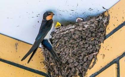 Қарлығаштардың ұясын сақтап қалғысы келген құрылысшы жұмыстан шеттетілді