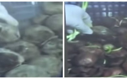 "Шіріген көкөністерден тамақ жасайды": Түркістан облысындағы интернаттан шу шықты - Қазақстан жаңалықтары