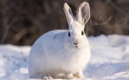 Биыл Жаңа жылда неліктен қоян сыйлауға болмайды?