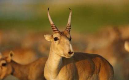 Экология министрлігі 800 мың киікті атпақ