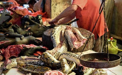 Уханьда жабайы аңдарды жеуге тыйым салынды - Қазақстан жаңалықтары