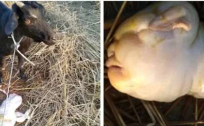 Ешкі балаға ұқсас лақ туды (фото)