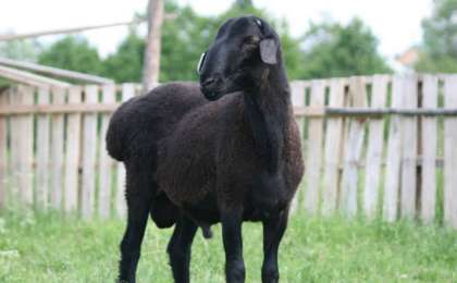 Қара қойдың өкпесі ағзадағы суықтан арылтады екен