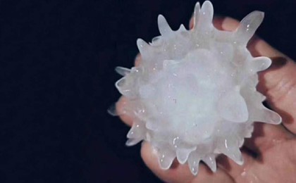 "Құдайдың жолдауы": "Коронавирусты бұршақ" адамдарды шошытты