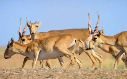 Тоқаев Қытайға 1 500 ақбөкен сыйлады