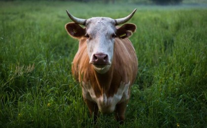 Павлодар облысында жайылым мәселесі дауға айналды