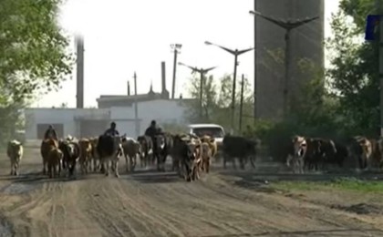 Павлодар облысыда ауыл тұрғындары әкімдікке сиырларды айдап апарып, наразылық акциясын ұйымдастырды - Қазақстан жаңалықтары