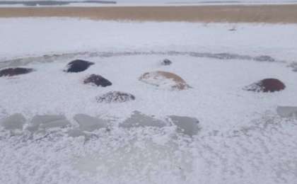 СҚО-да 50 жылқы мұз астына түсіп өлді