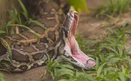 Қолымен жылан ұстаған 85 жастағы әже жұртты тәнті етті (ВИДЕО)