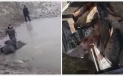 Мамандар Сардобадан ағып келген балықтарды тұтынуға болмайтынын айтып, дабыл қағуда - Қазақстан жаңалықтары