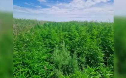 Жетісайдың полициясы әкесі мен ұлының заңсыз «бизнесін» әшкере етті