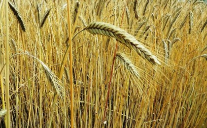 Қазақстан астық пен ұн экспортына қойылған шектеуді алып тастайды 