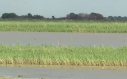 Қызылорда облысында күріш дақылдарына өлім қаупі төнді - Қазақстан жаңалықтары