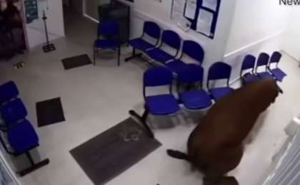 Ауруханалардың біріне сиыр кіріп кетті (видео)