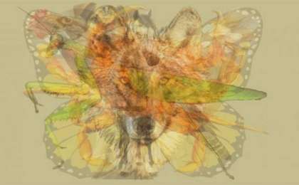 Өзіңіз туралы біліңіз: Суреттен бірінші не көрдіңіз?