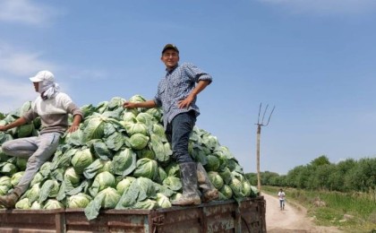 Оңтүстіктің қырыққабаты Беларуське экспорттала бастады