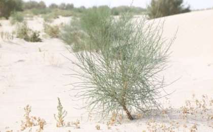 Қазақ пен өзбек Аралды орманға айналдырады