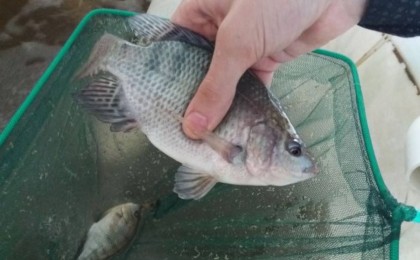 Мақтааралда балық аулауға тыйым салынды