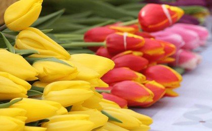 Жыл басынан бері елімізге 640 тоннаға жуық гүл әкелінген