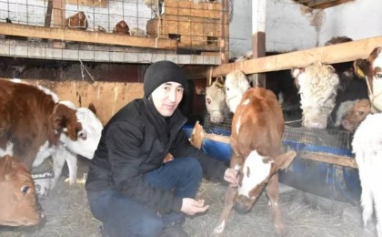 "Тек армандай бермей, жұмыс бастау керек": 4 сиырын 50 сиырға жеткізген кәсіпкер табысқа жетудің құпиясымен бөлісті