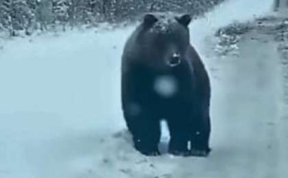 ШҚО-да жолда жүрген аю видеоға түсіп қалды