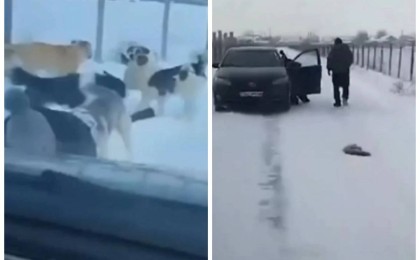 Жамбыл облысында қаңғыған иттер мүмкіндігі шектеулі қыз бен оқушыға шабуылдаған