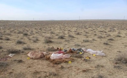 Қызылорда облысында 9 түйені атып, сойып алған қылмыскерлер ұсталды