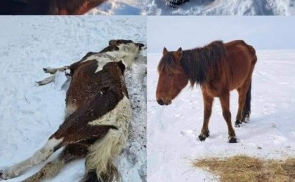 Қымызымен аты шыққан Жаңарарқада жылқы қырылып жатыр