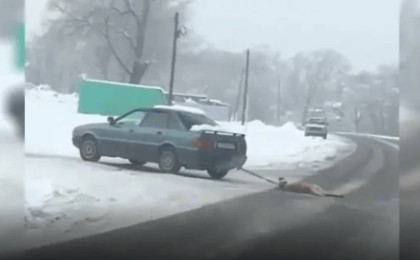 5,8 млн теңге: Елімізде жануарларға қатыгездік көрсеткендерге айыппұл ұлғайтылмақ