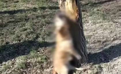 Семейде қаскөйлер итті ағашқа асып, азаппен өлгенін күткен