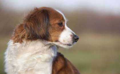 Орал тұрғыны ит зорлаған