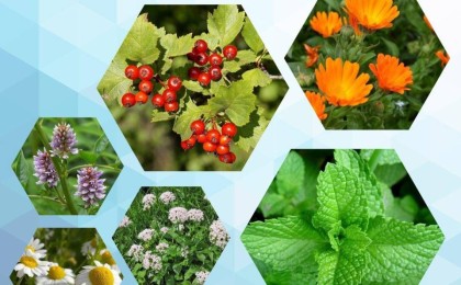 Сарқан ауданында дәрілік шөптерден 149 тонна өнім жиналған