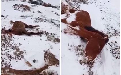 Ақмола облысында жылқылар аштан қырылып жатыр